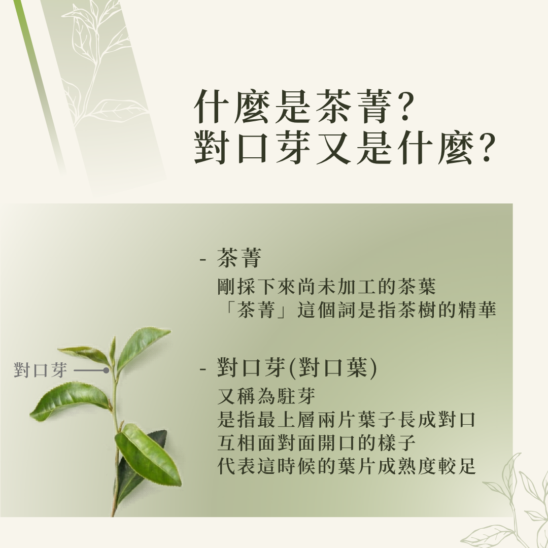 什麼是茶菁