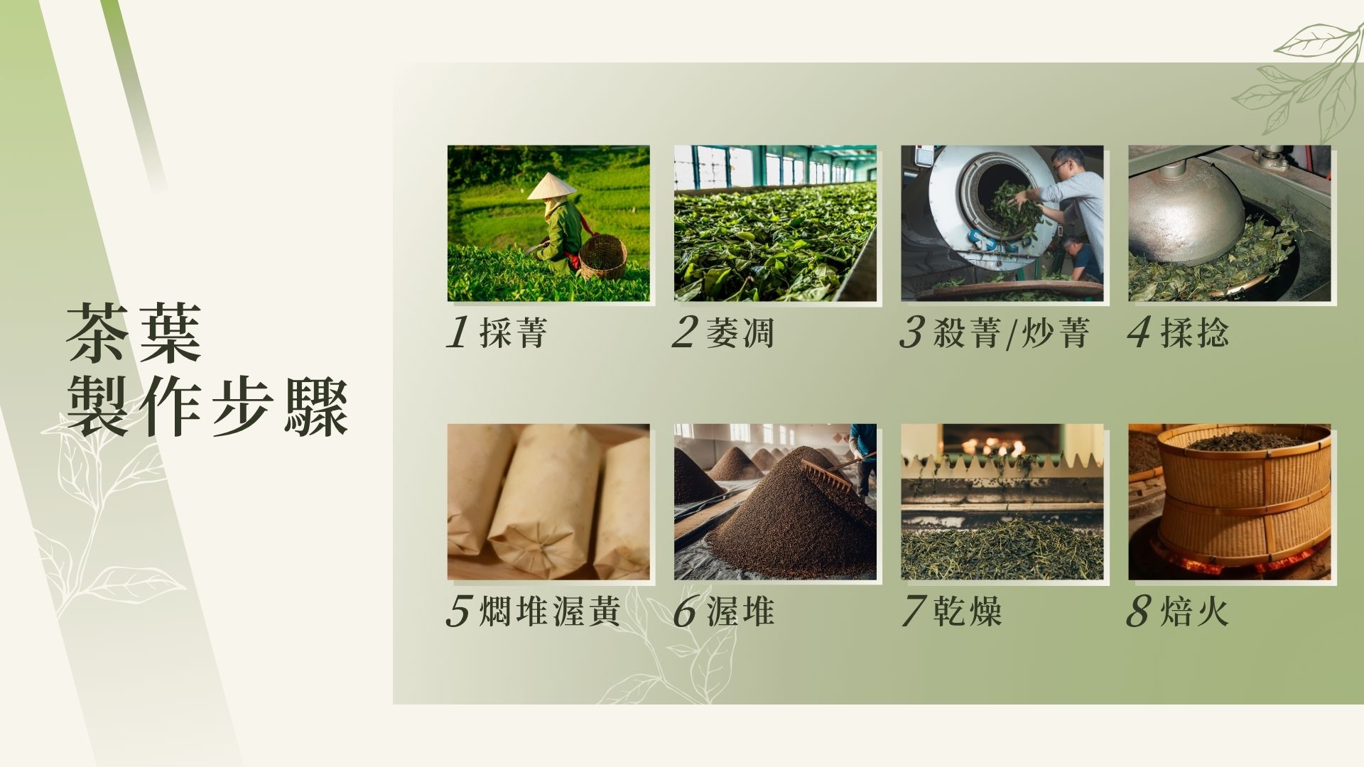 茶葉製作步驟