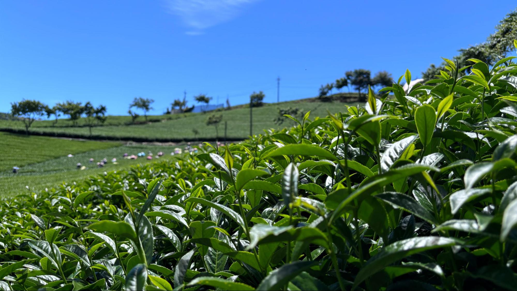 大禹嶺茶價格多少？